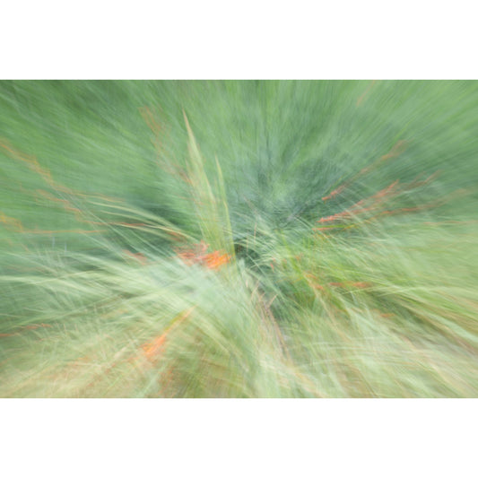 Cuadro Flores Naranjas en movimiento