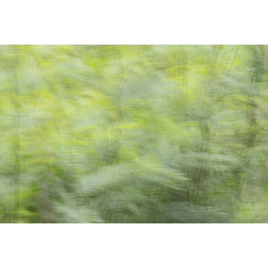 Cuadro Arboles Movimiento